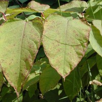 Giant Knotweed